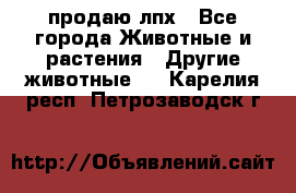 продаю лпх - Все города Животные и растения » Другие животные   . Карелия респ.,Петрозаводск г.